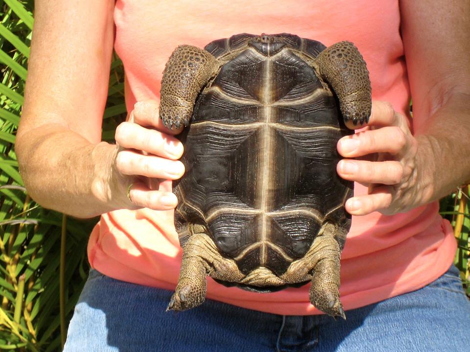 Aldabra Breeders