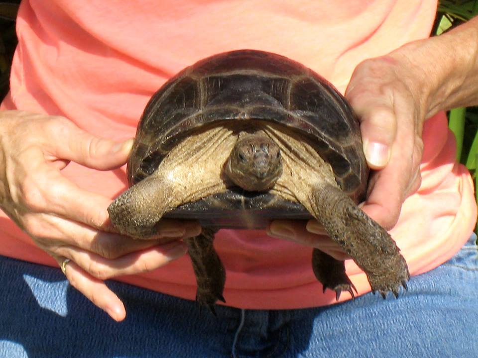 Aldabra Breeders