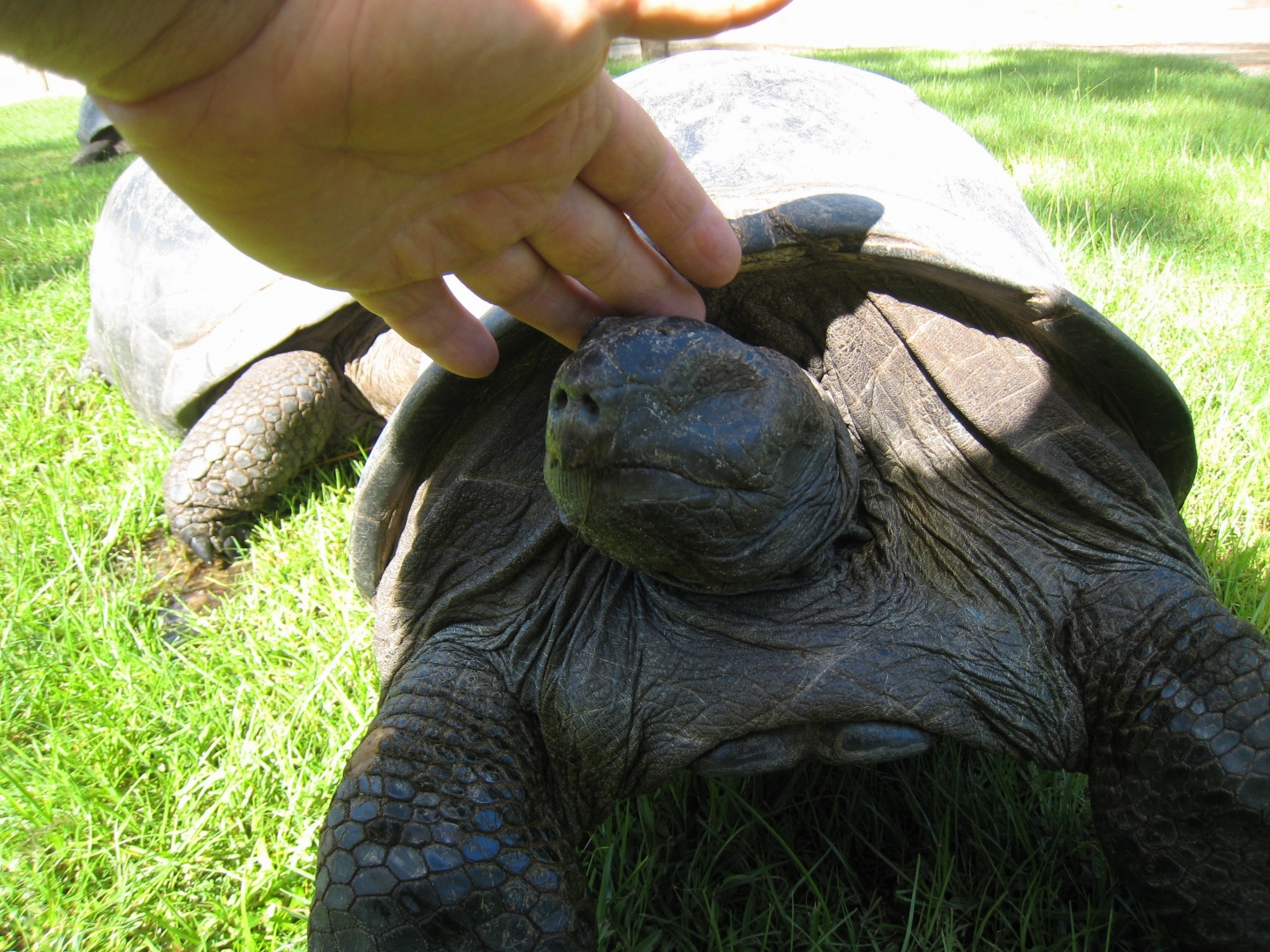 Aldabra Breeders