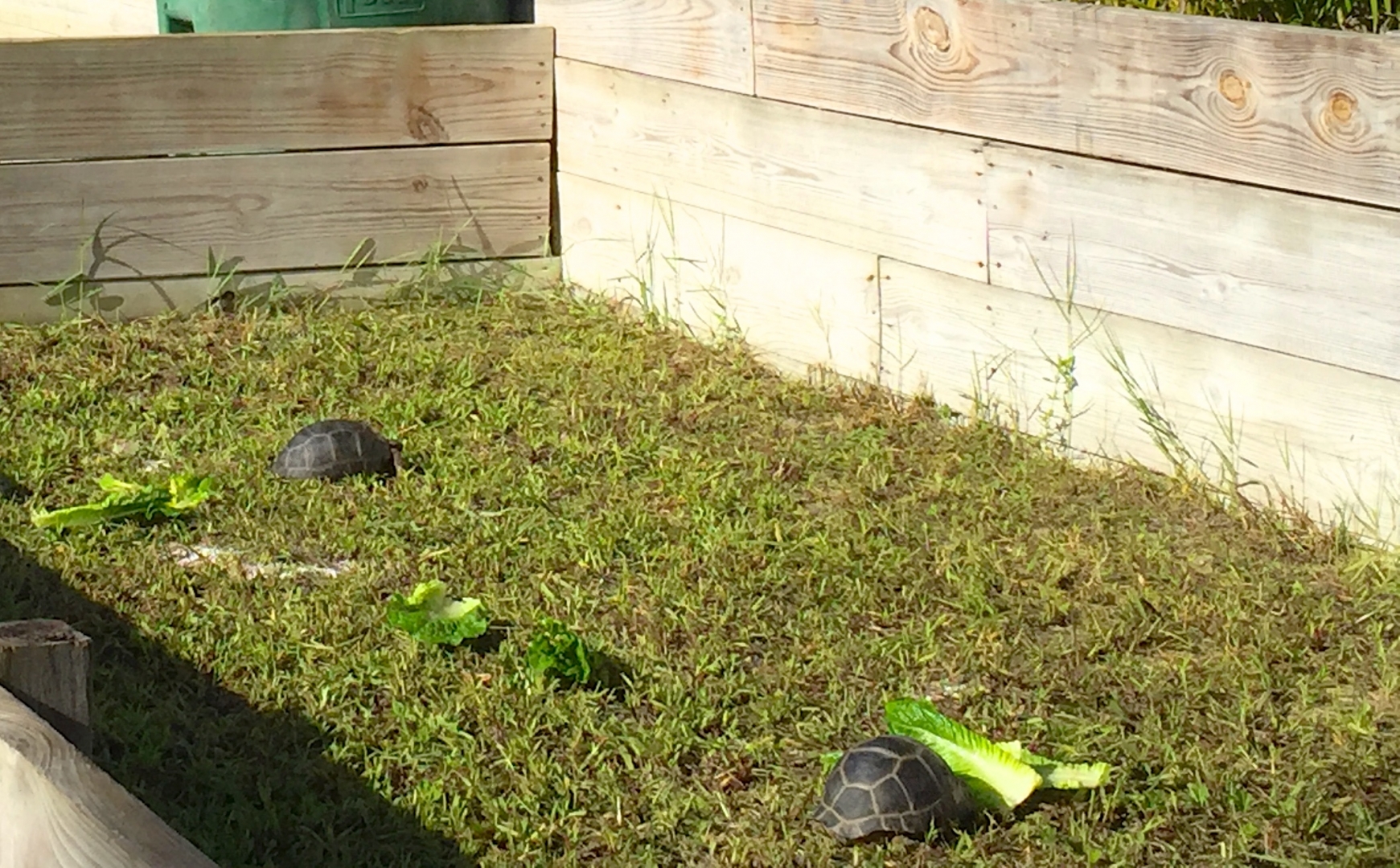 Aldabra Breeders