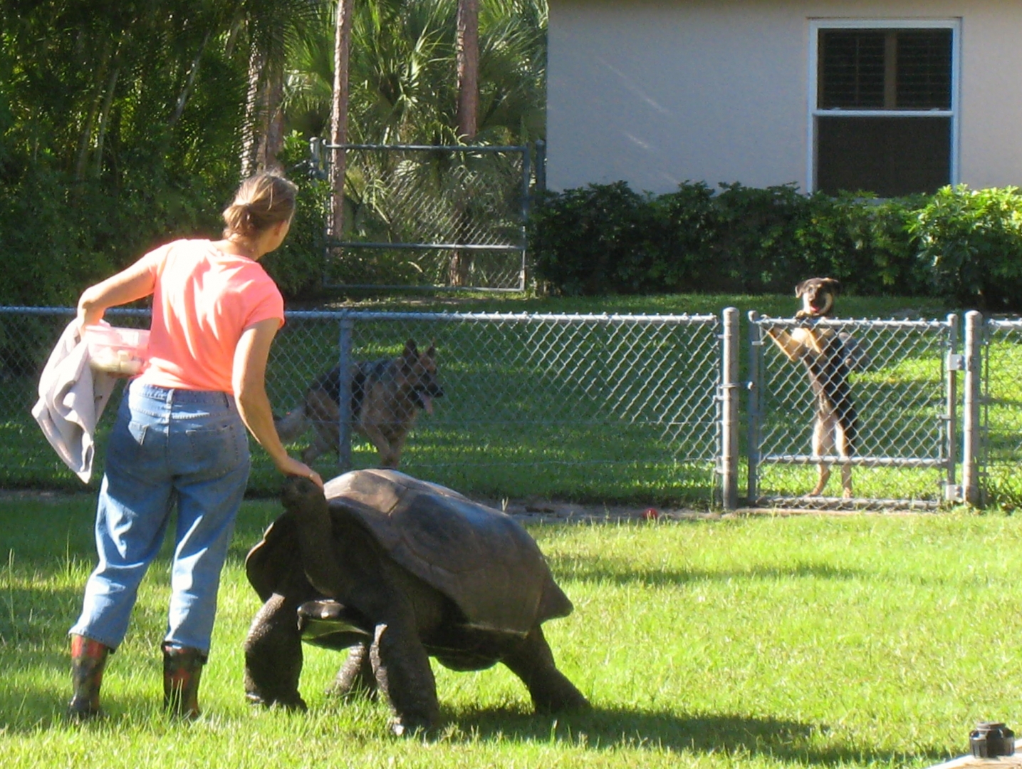 Aldabra Breeders