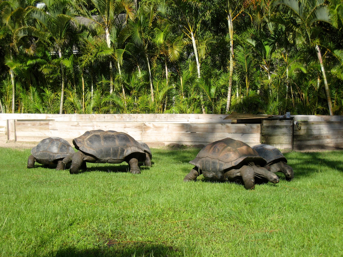 Aldabra Breeders