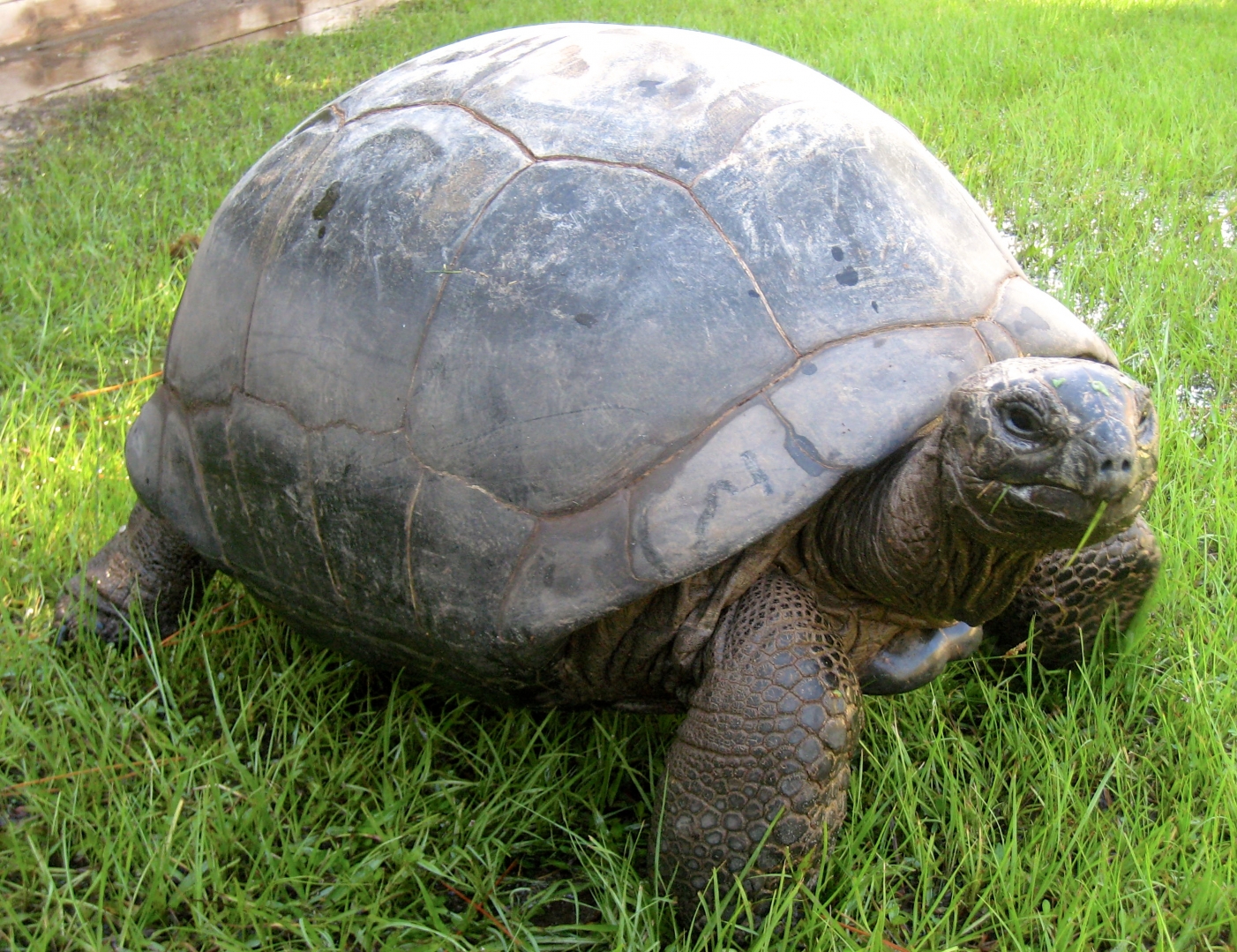Aldabra Breeders
