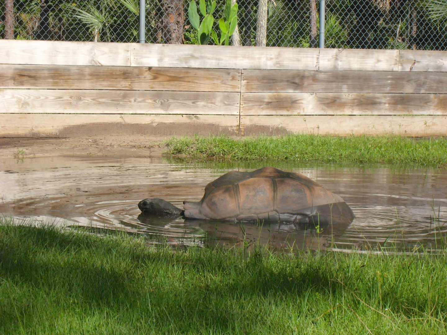 Aldabra Breeders