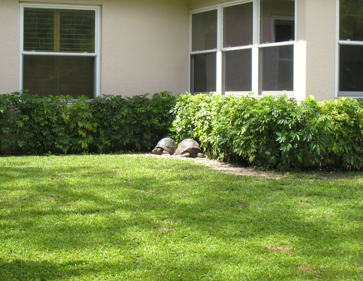 Aldabra Breeders