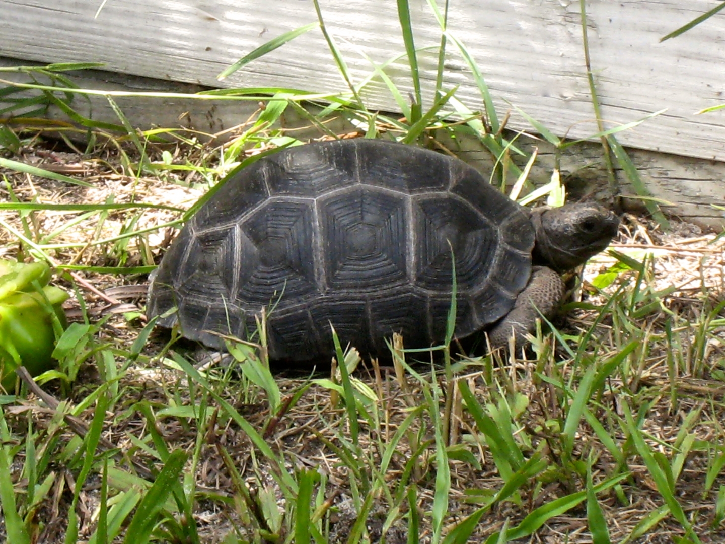 Aldabra Breeders