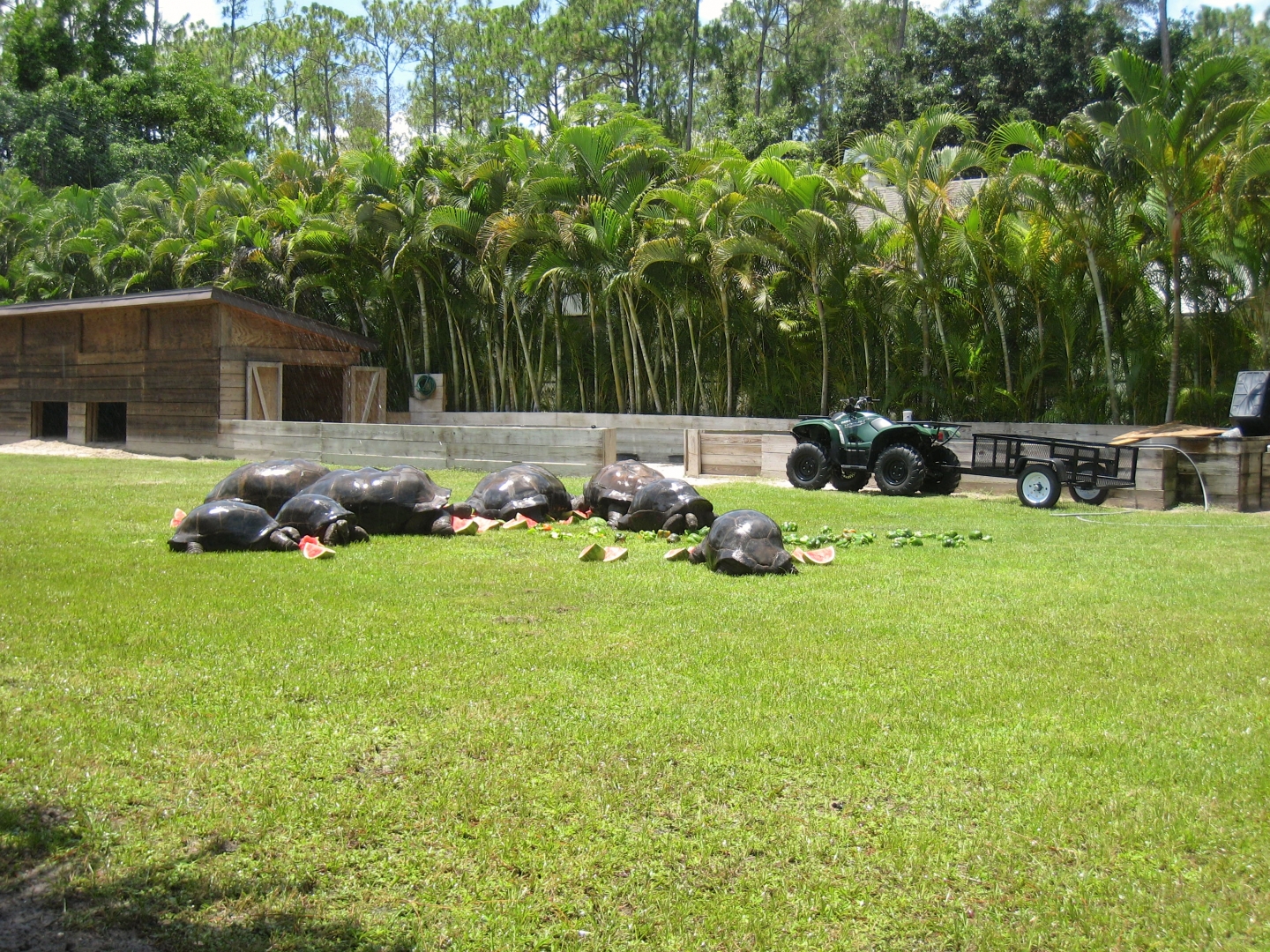 Aldabra Breeders
