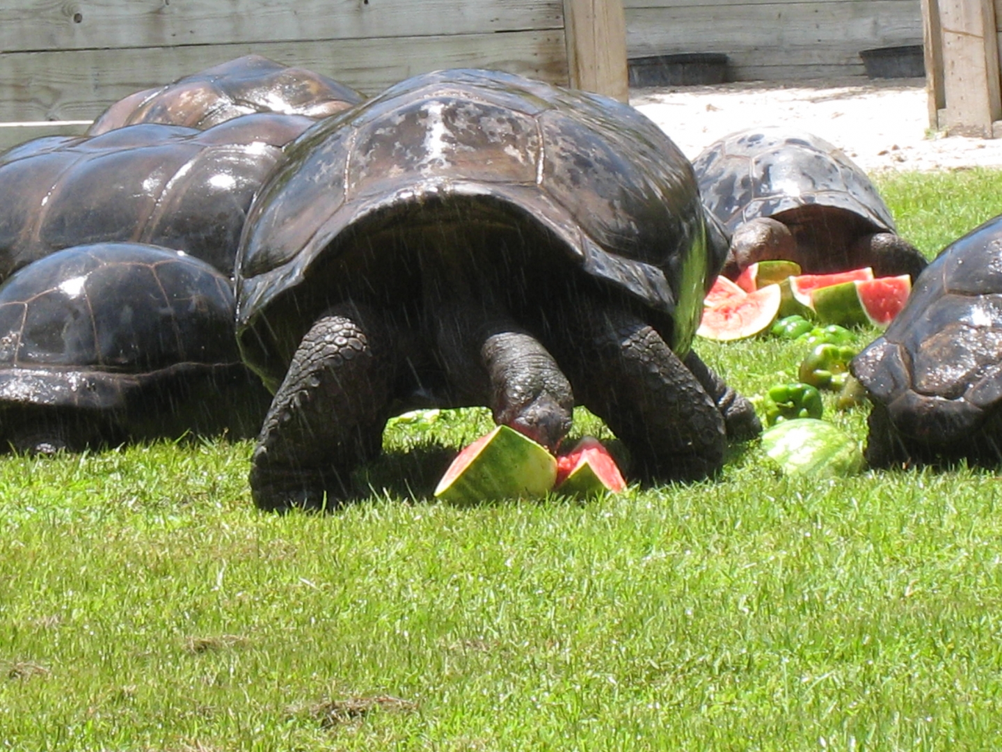 Aldabra Breeders