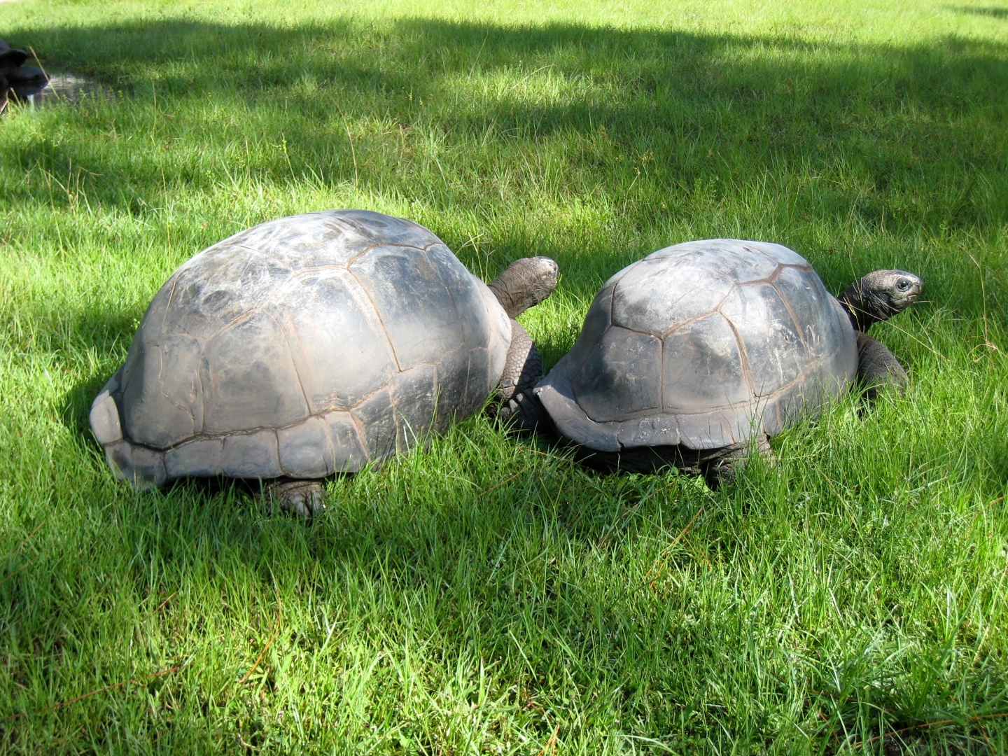 Aldabra Breeders