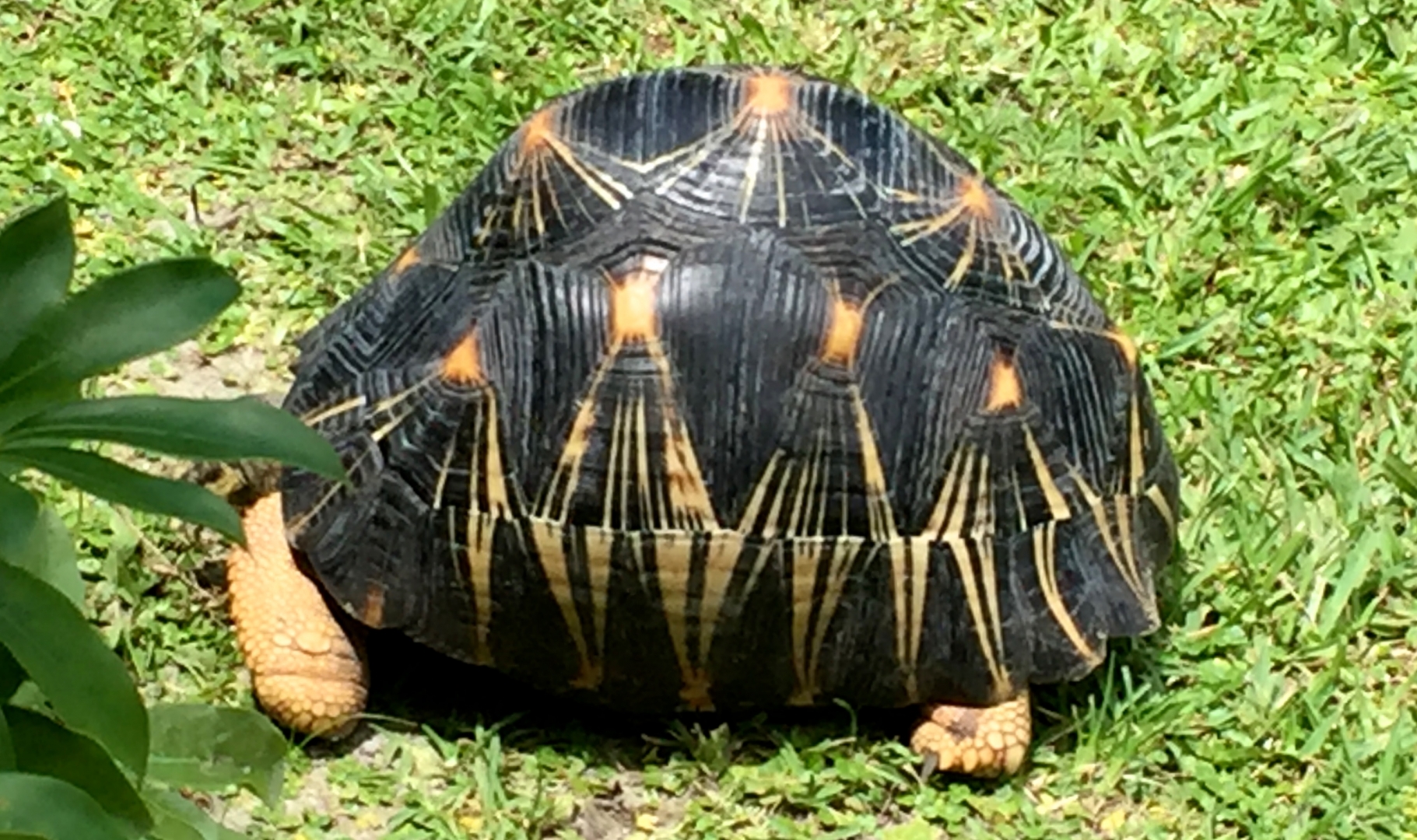 Aldabra Breeders