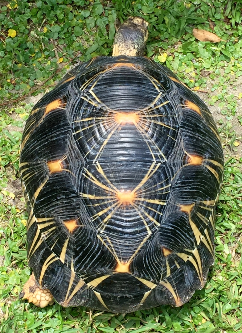 Aldabra Breeders