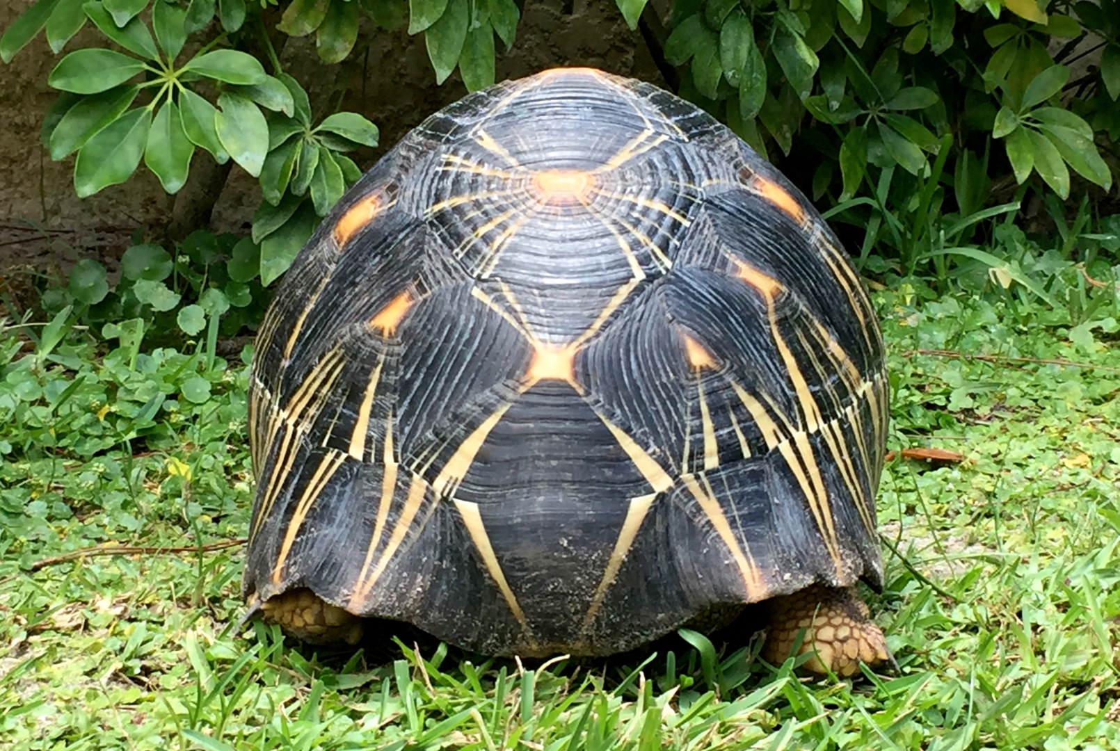 Aldabra Breeders