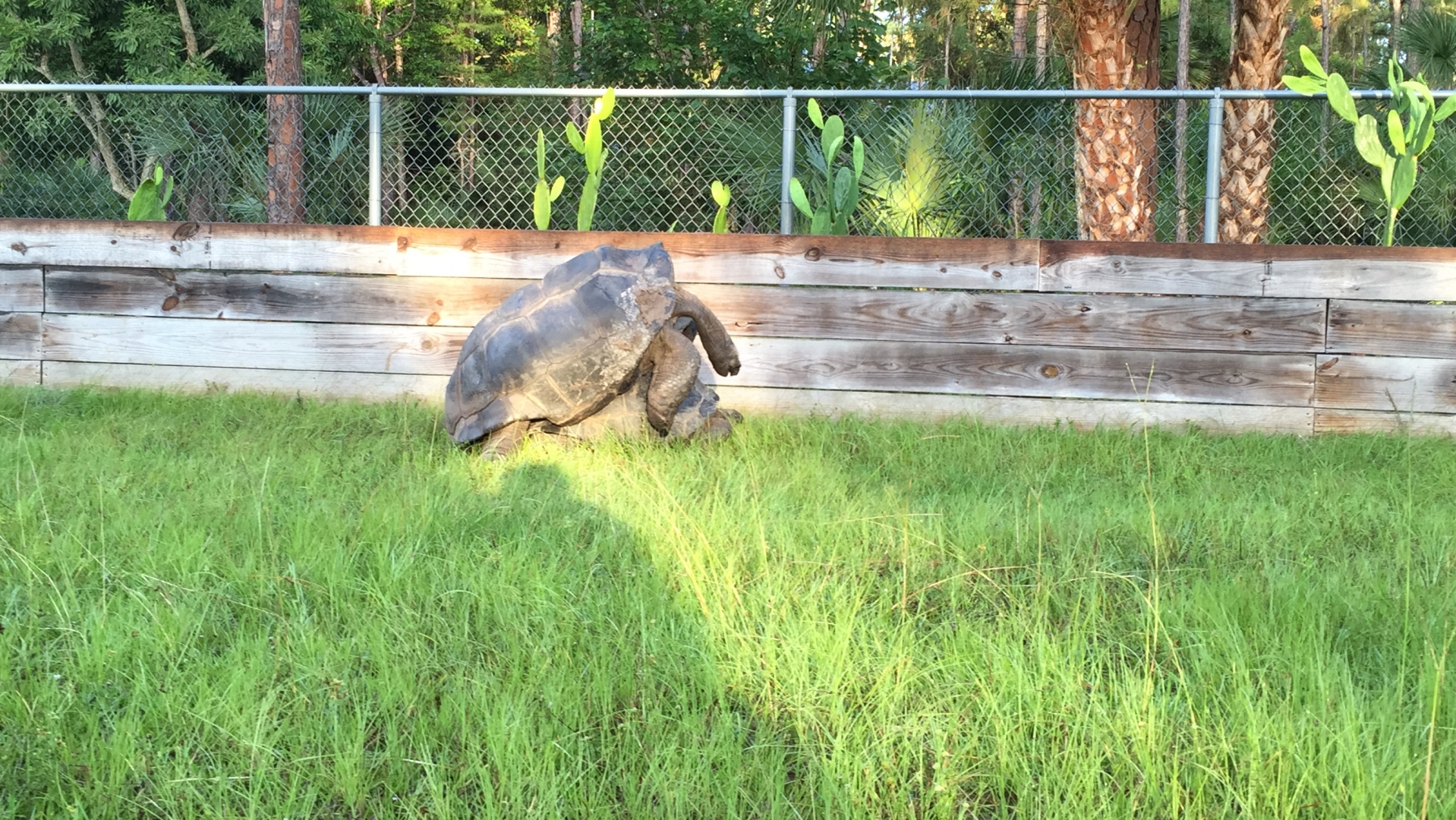 Aldabra Breeders