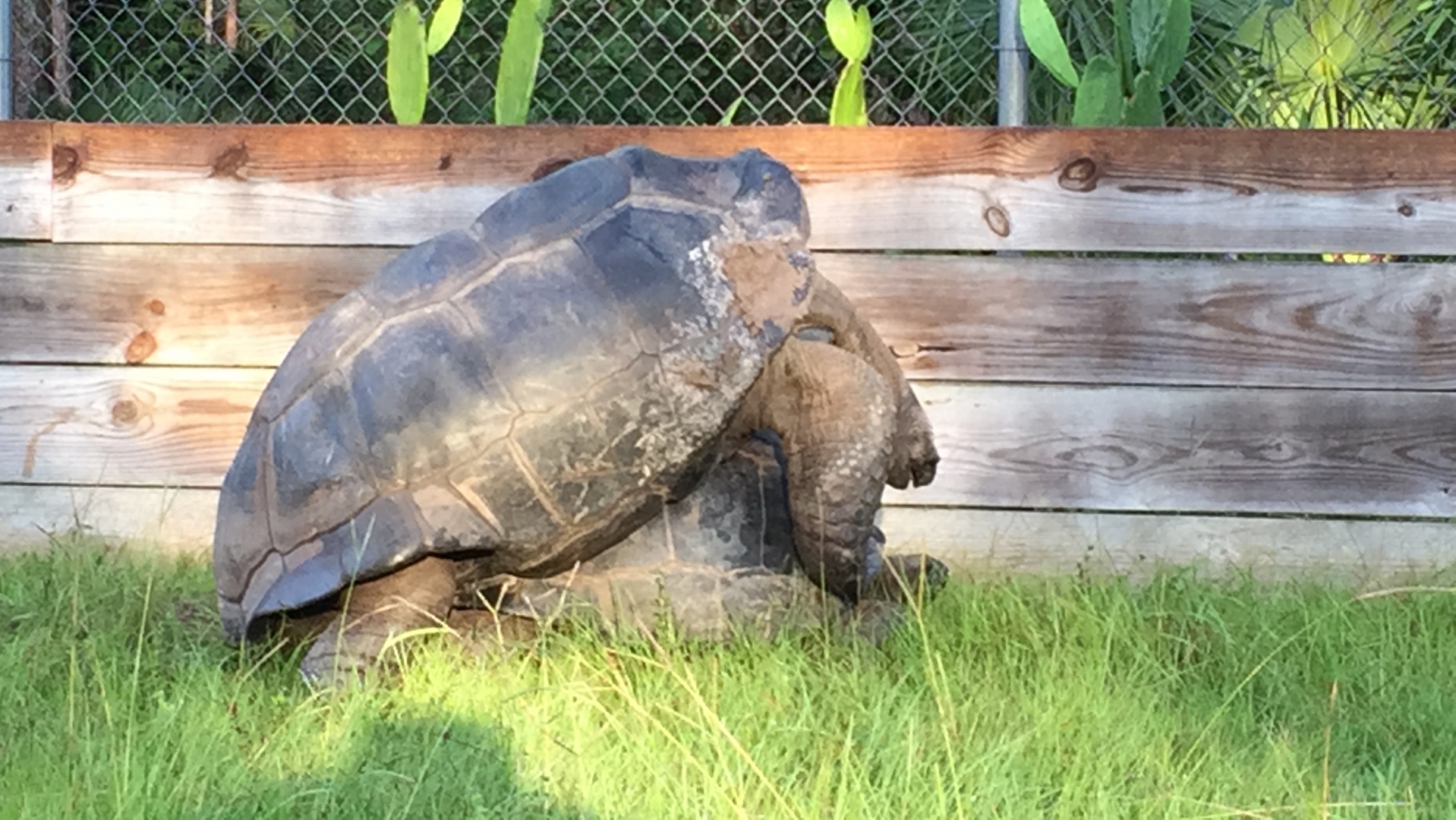 Aldabra Breeders
