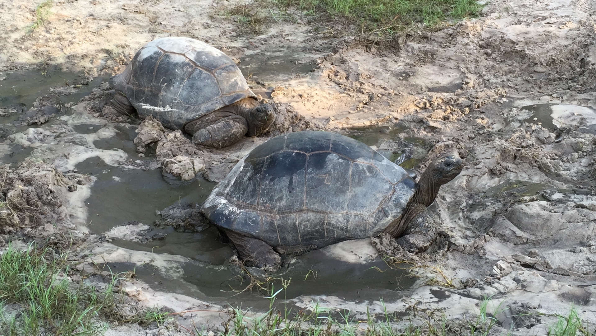Aldabra Breeders