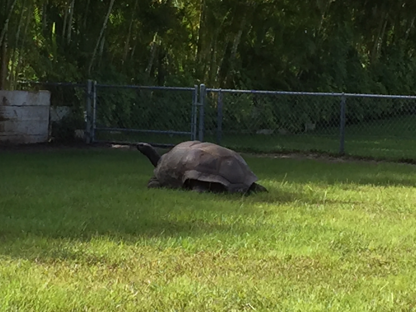 Aldabra Breeders