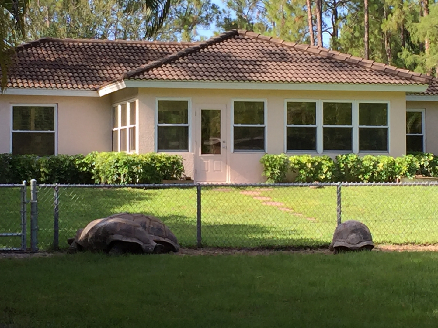 Aldabra Breeders