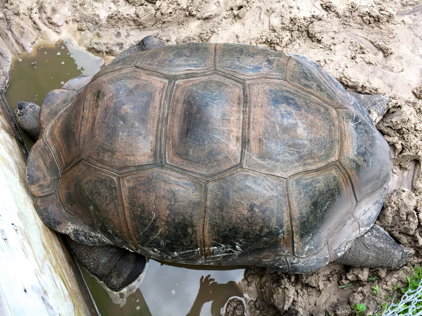 Aldabra Breeders