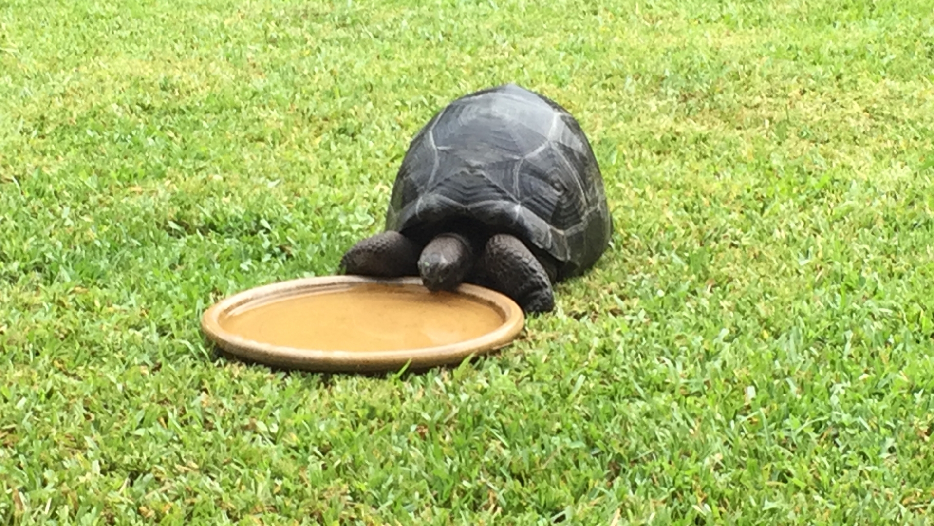Aldabra Breeders