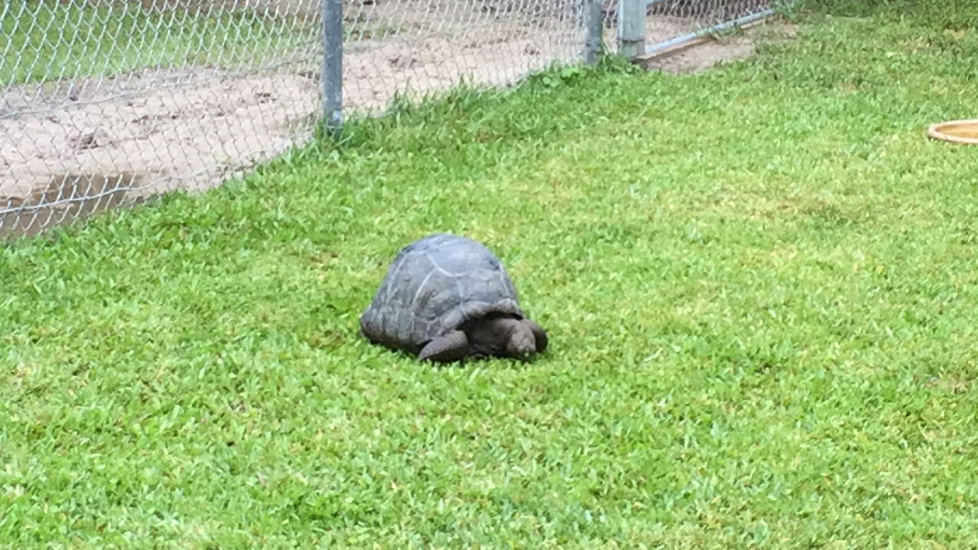 Aldabra Breeders