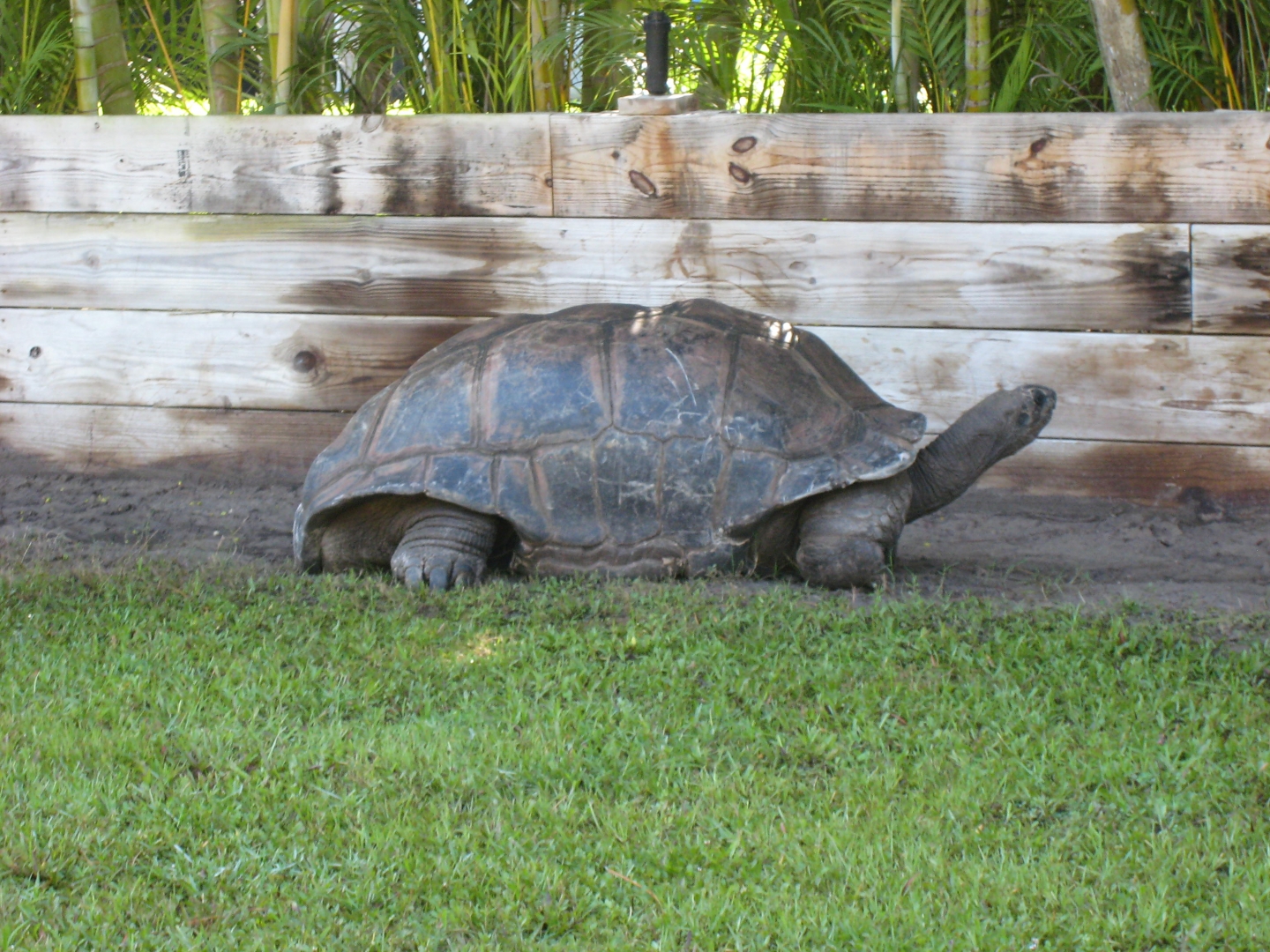 Aldabra Breeders