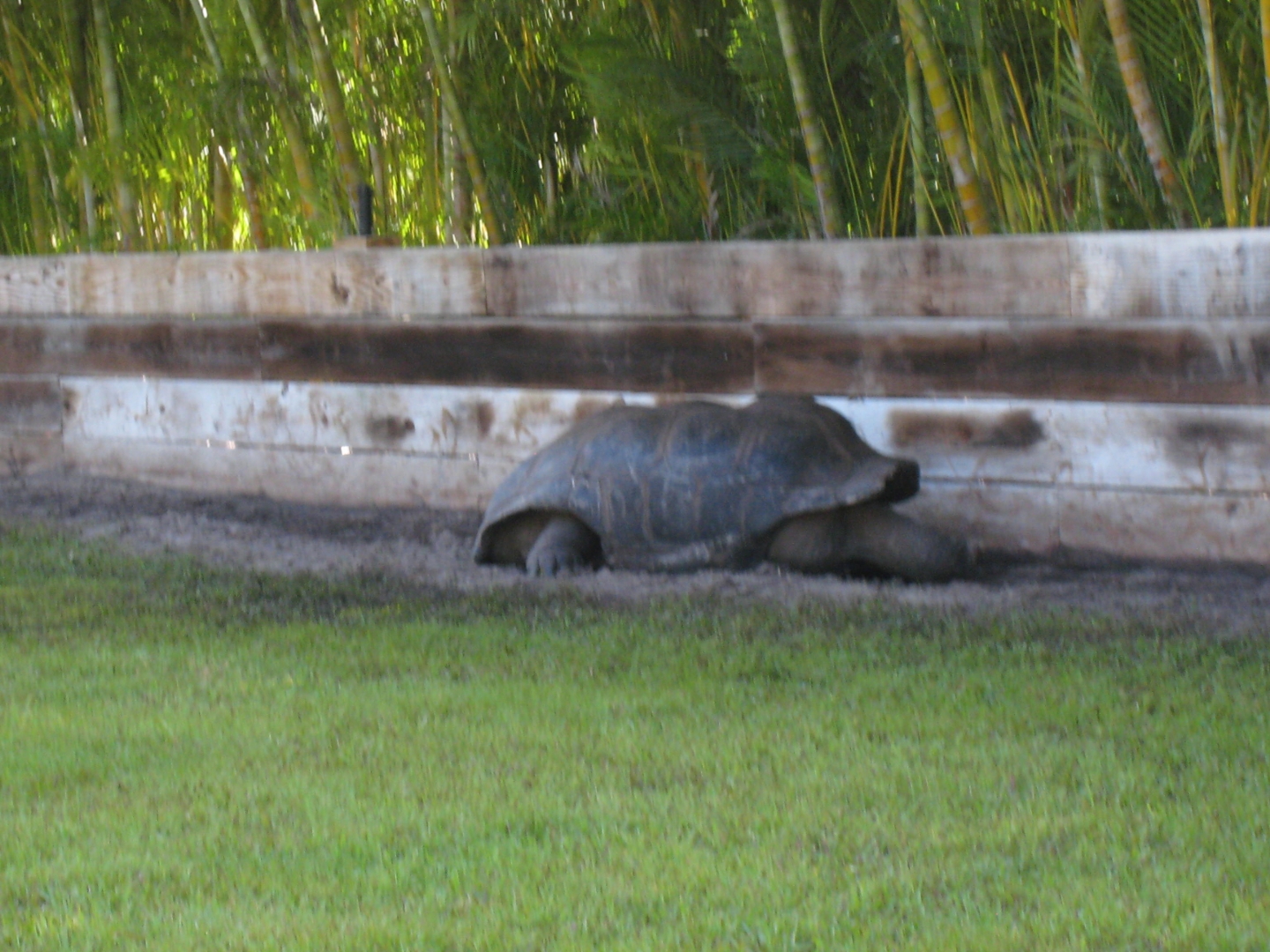 Aldabra Breeders