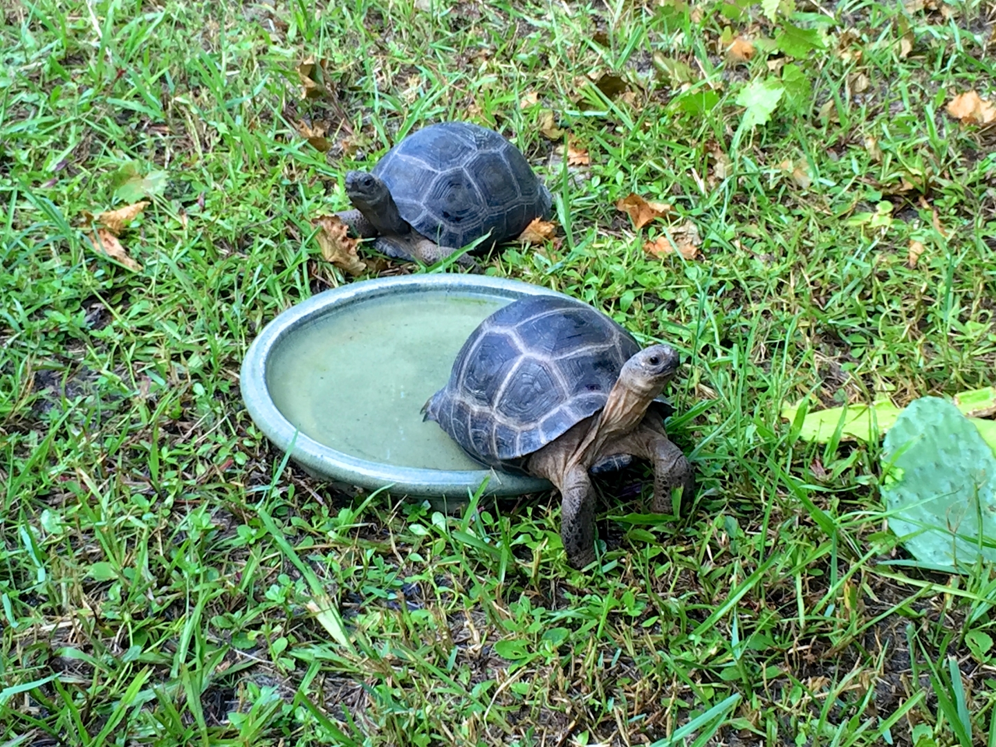 Aldabra Breeders