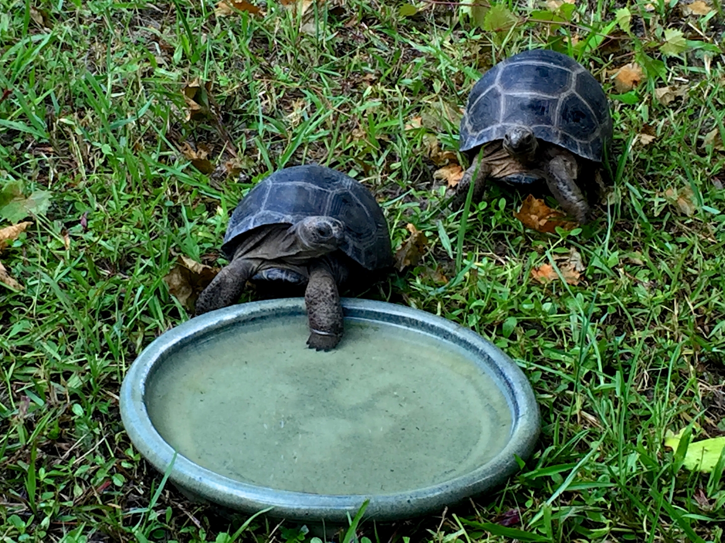 Aldabra Breeders