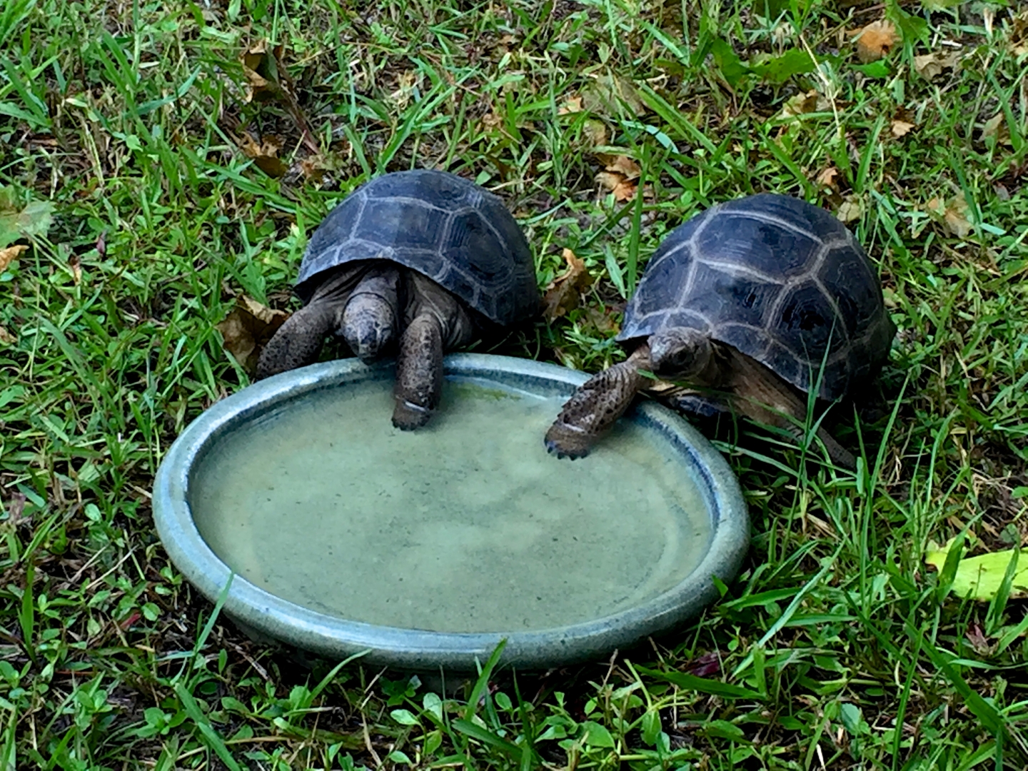 Aldabra Breeders
