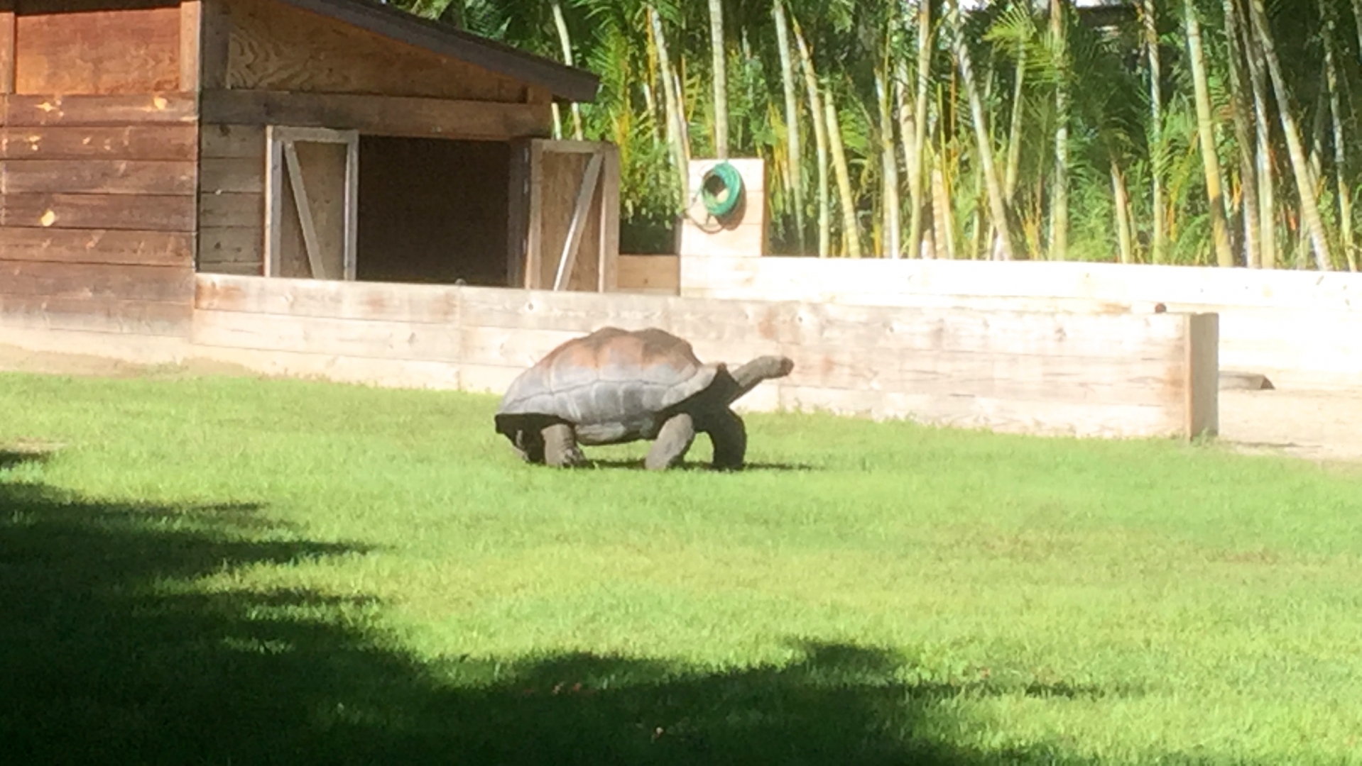 Aldabra Breeders