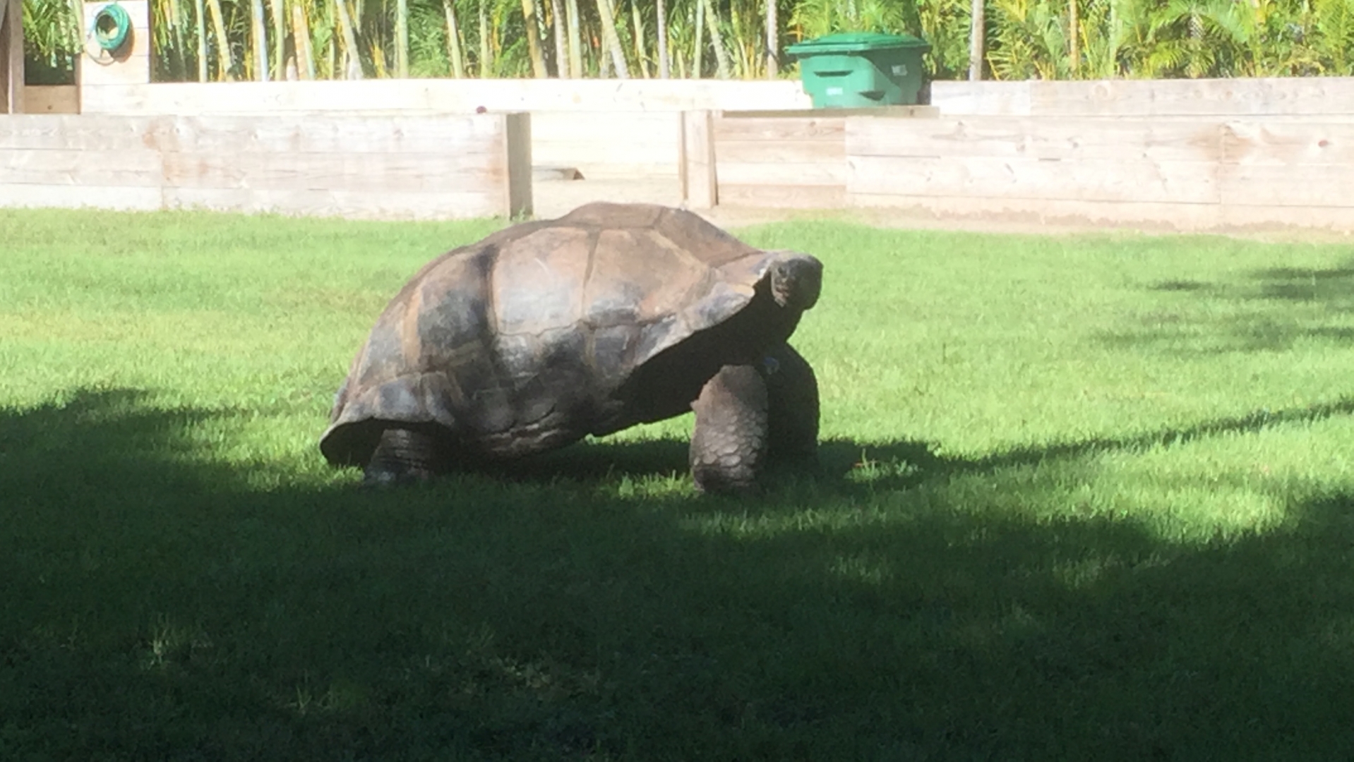 Aldabra Breeders