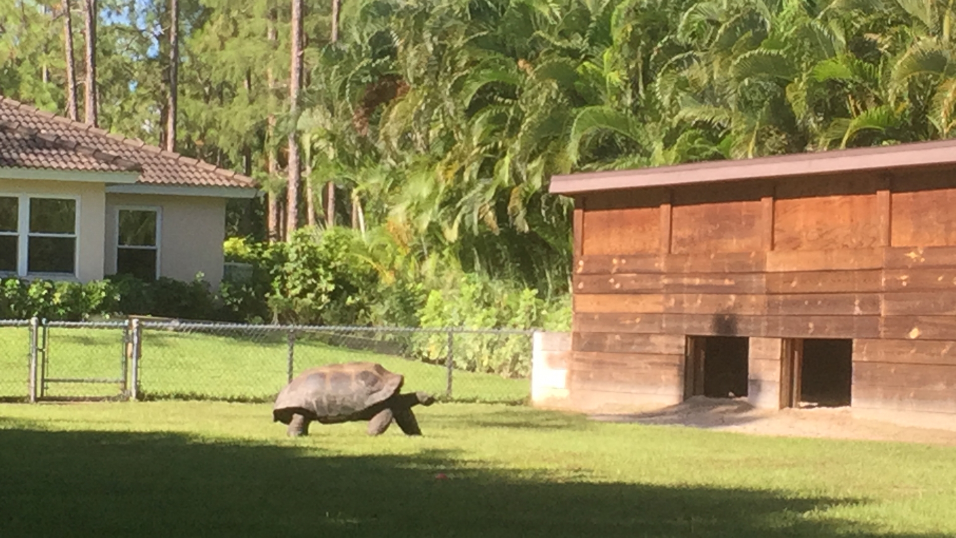 Aldabra Breeders