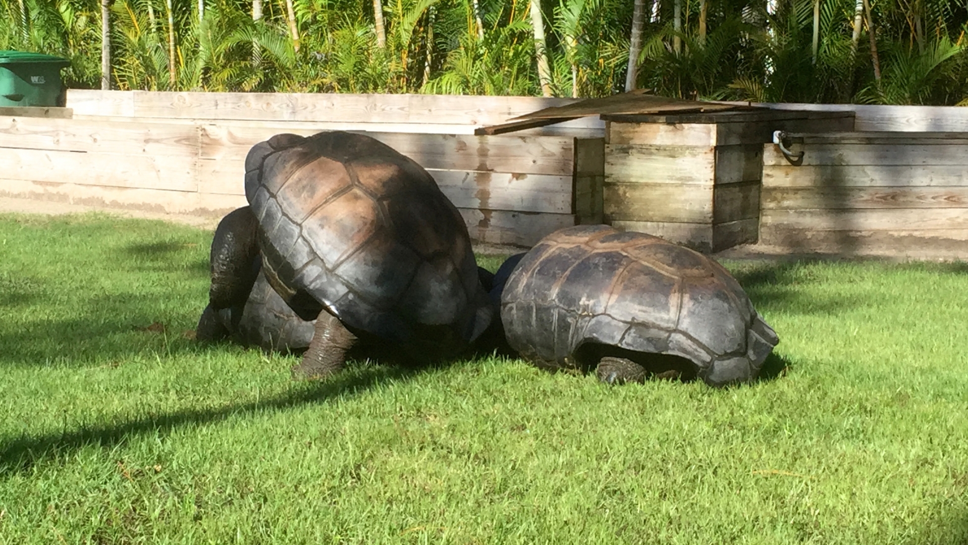Aldabra Breeders