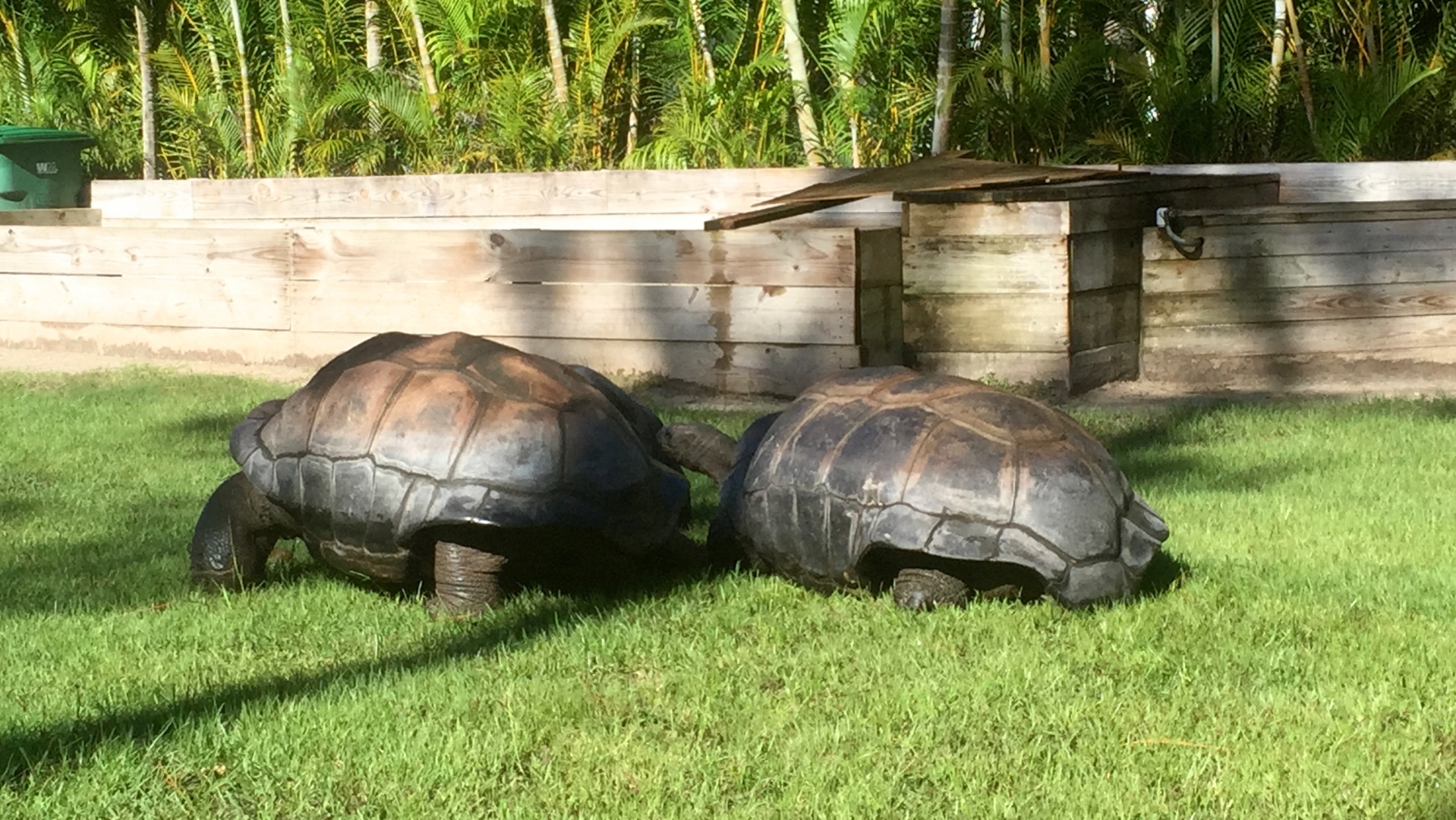 Aldabra Breeders