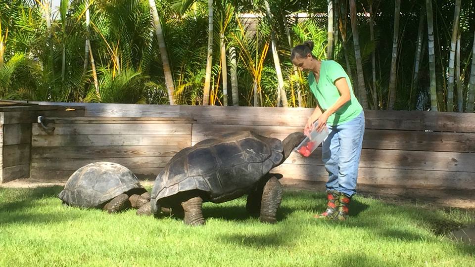 Aldabra Breeders