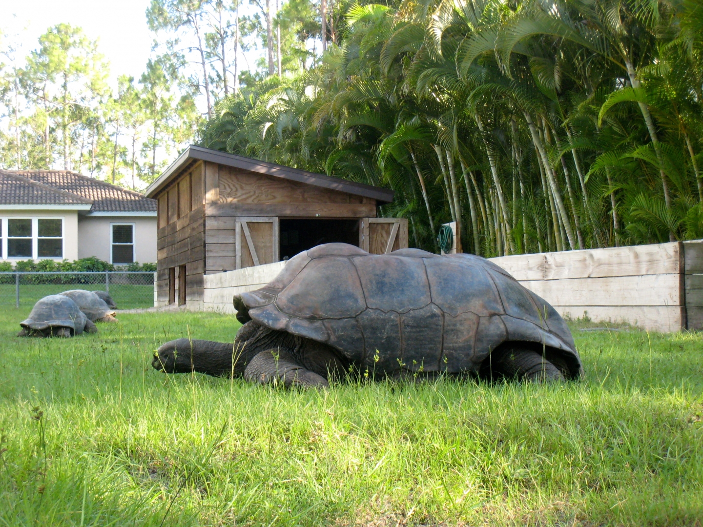 Aldabra Breeders