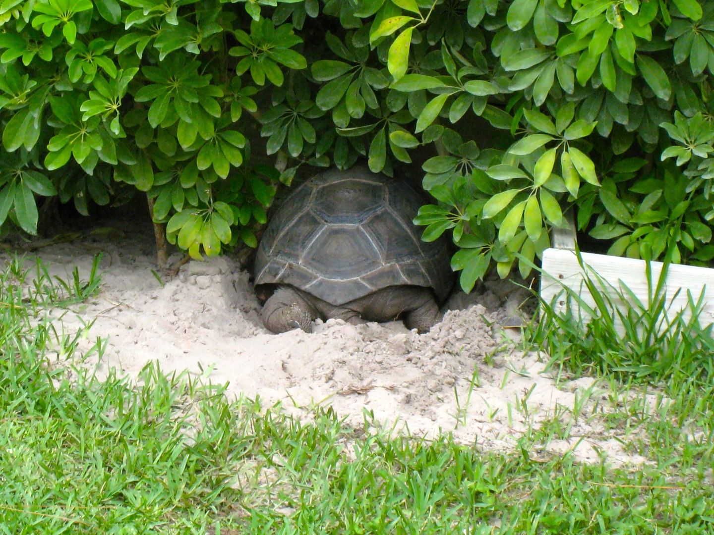 Aldabra Breeders