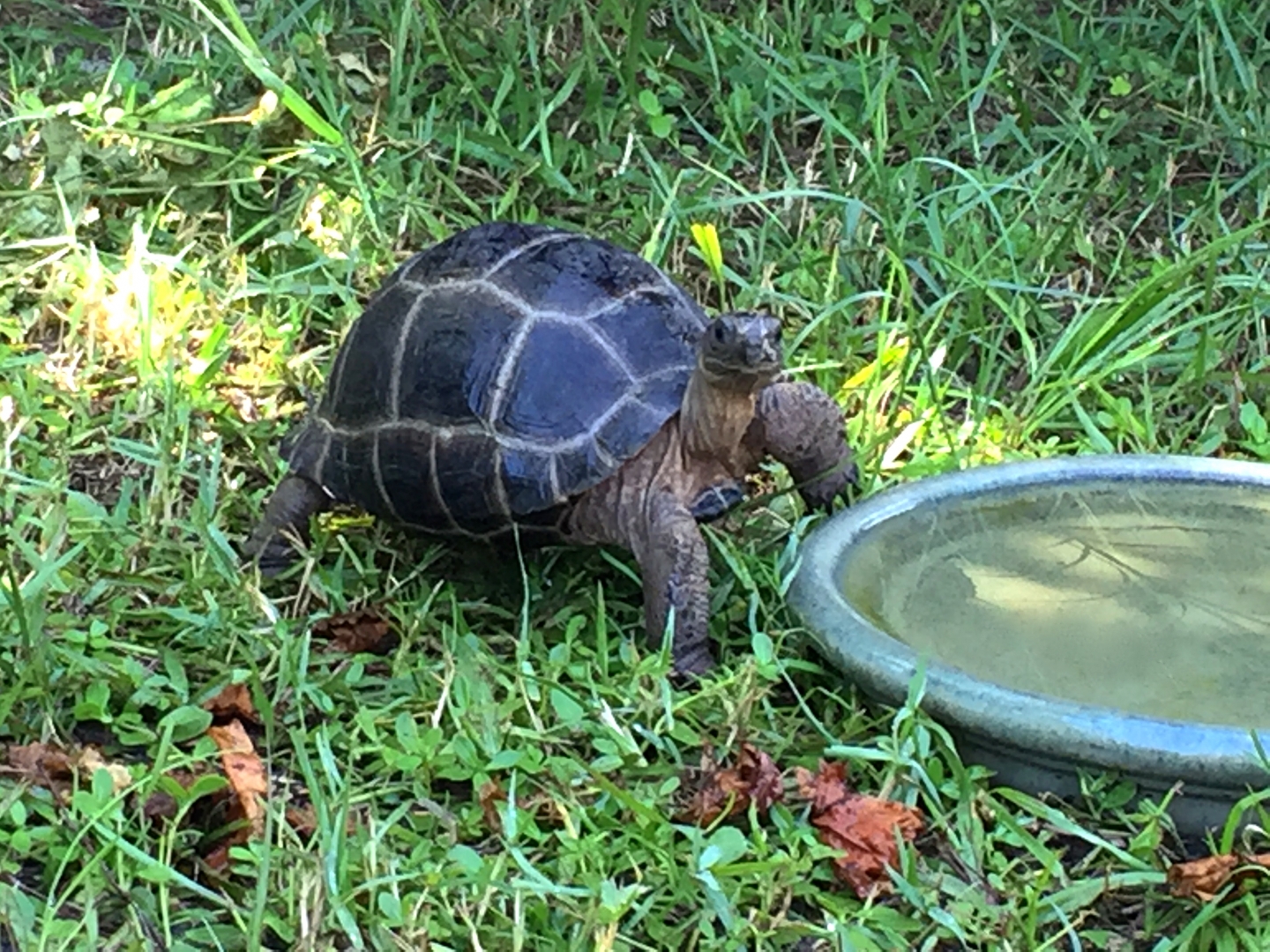 Aldabra Breeders
