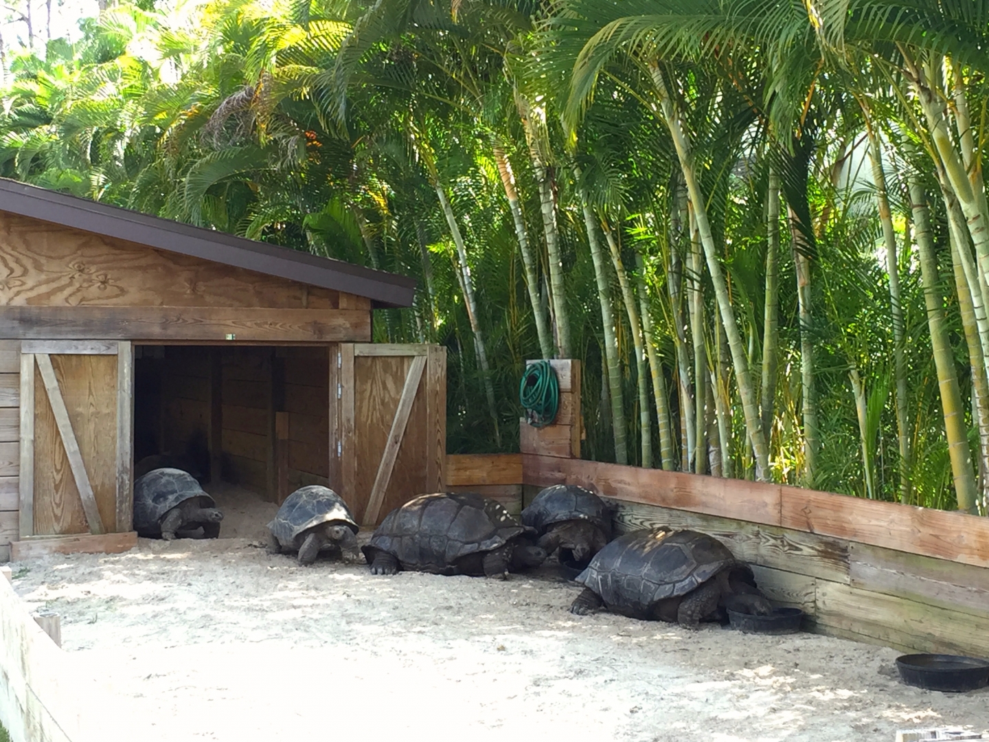 Aldabra Breeders