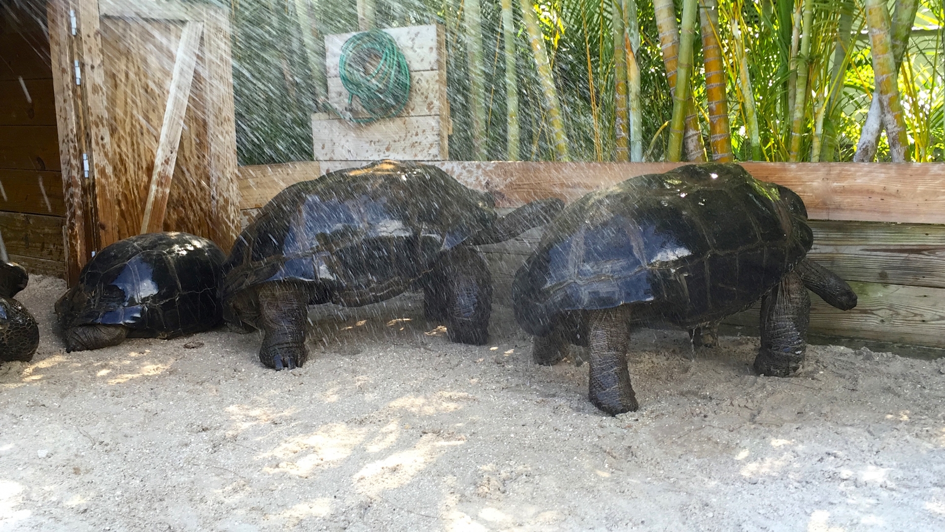 Aldabra Breeders