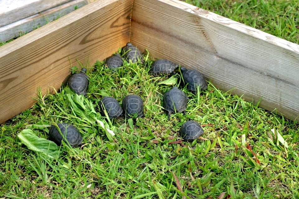 Aldabra Breeders