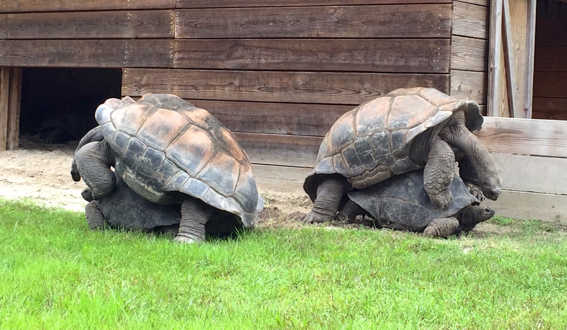 Aldabra Breeders