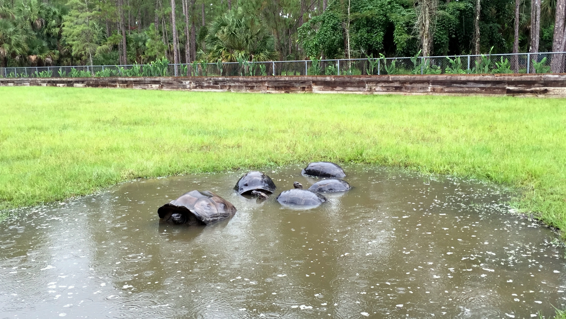 Aldabra Breeders