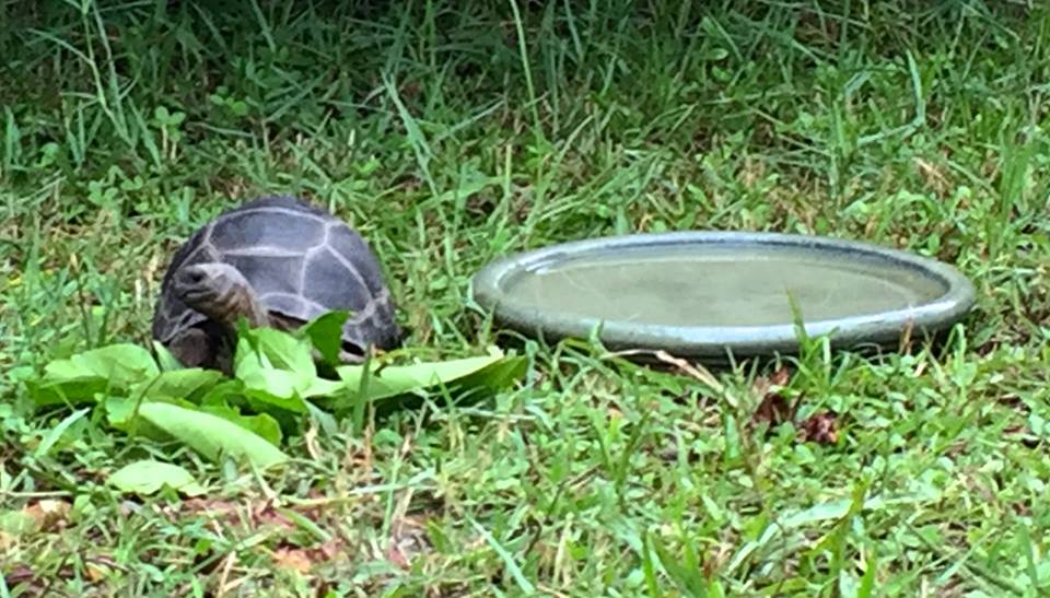 Aldabra Breeders