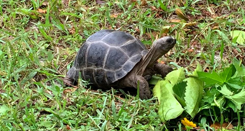 Aldabra Breeders