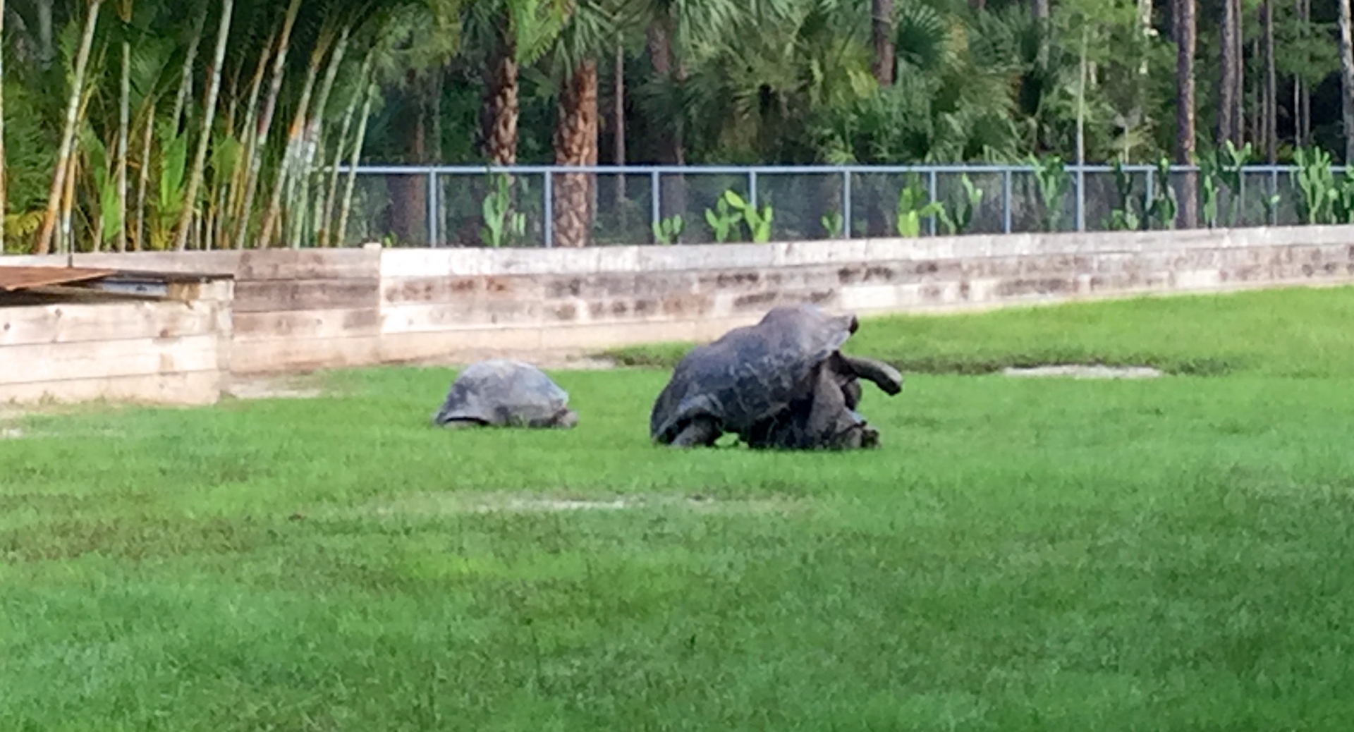 Aldabra Breeders