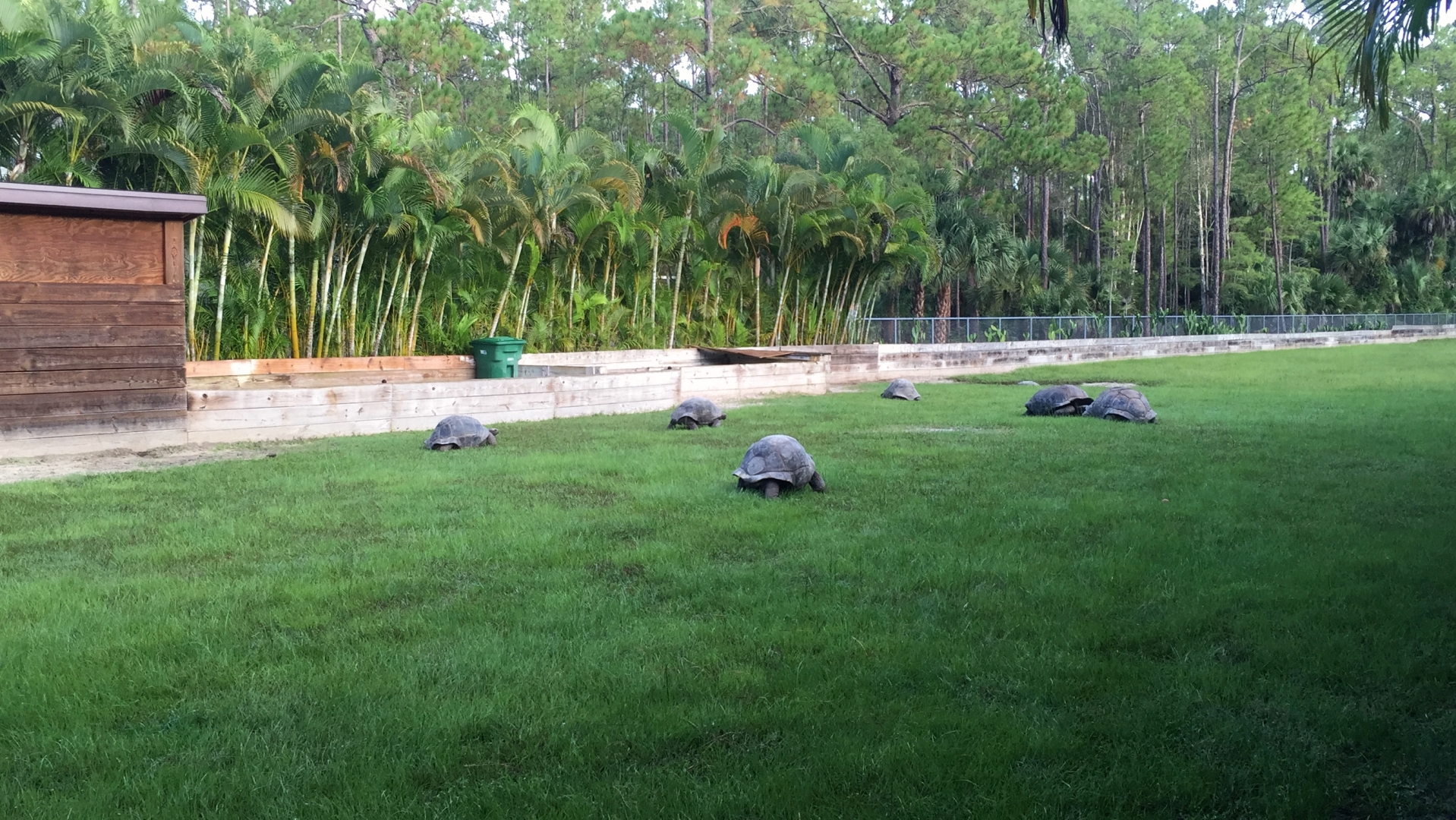 Aldabra Breeders