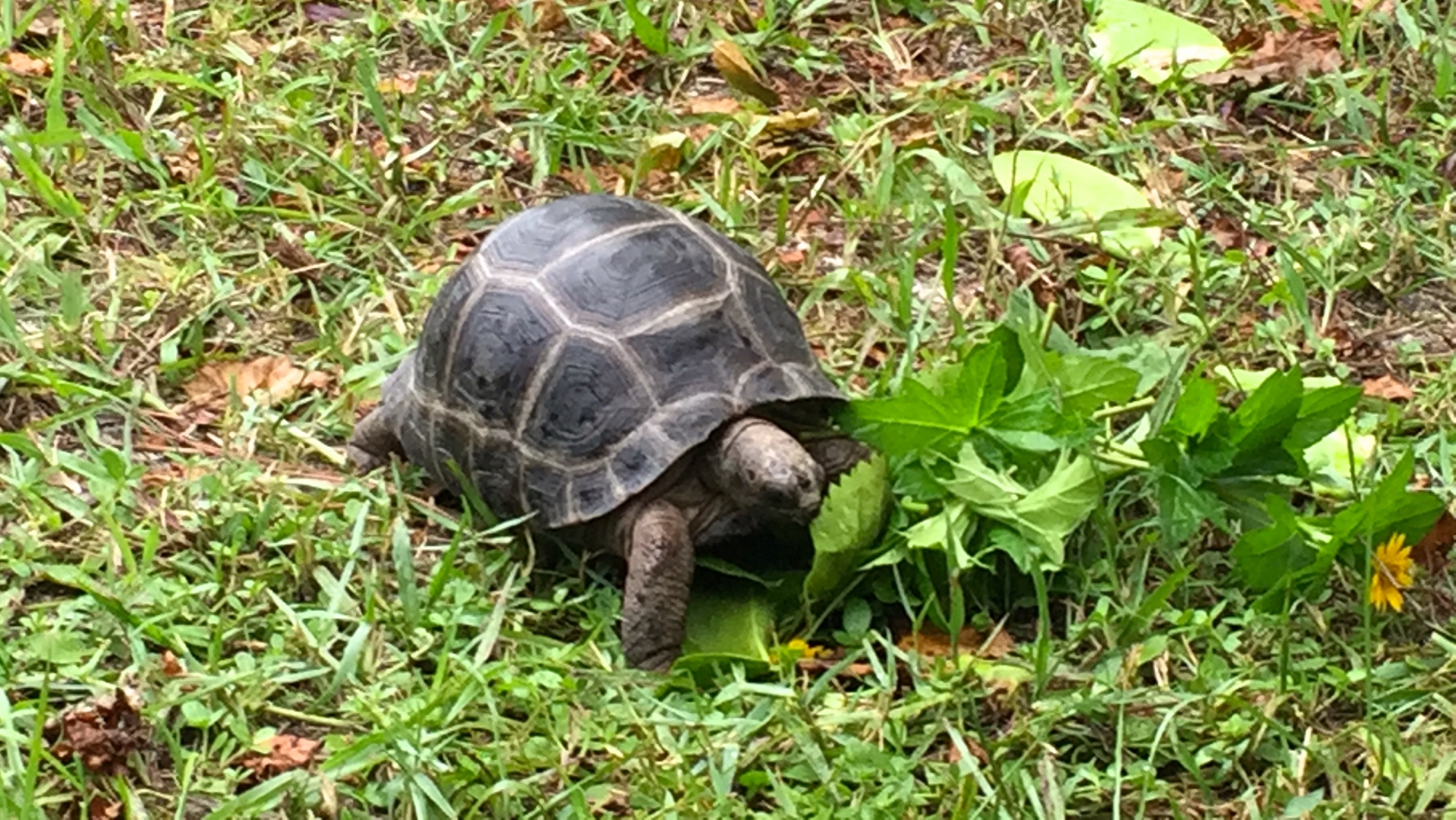 Aldabra Breeders