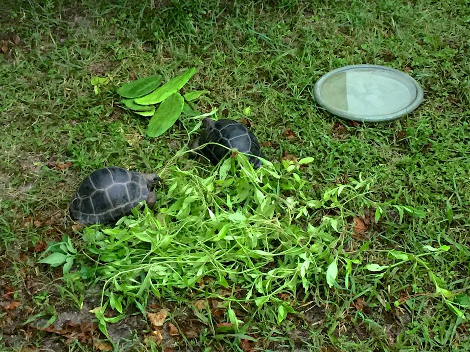 Aldabra Breeders