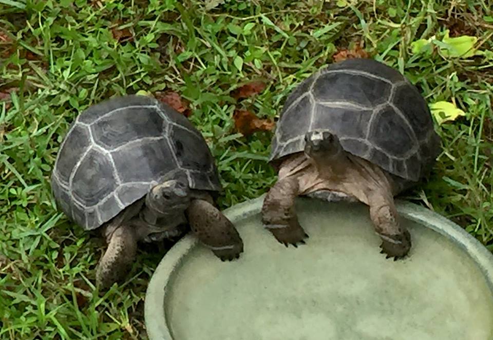 Aldabra Breeders